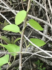 Cocculus orbiculatus