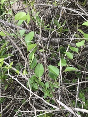 Cocculus orbiculatus