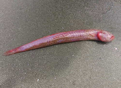 Pink Mud Goby