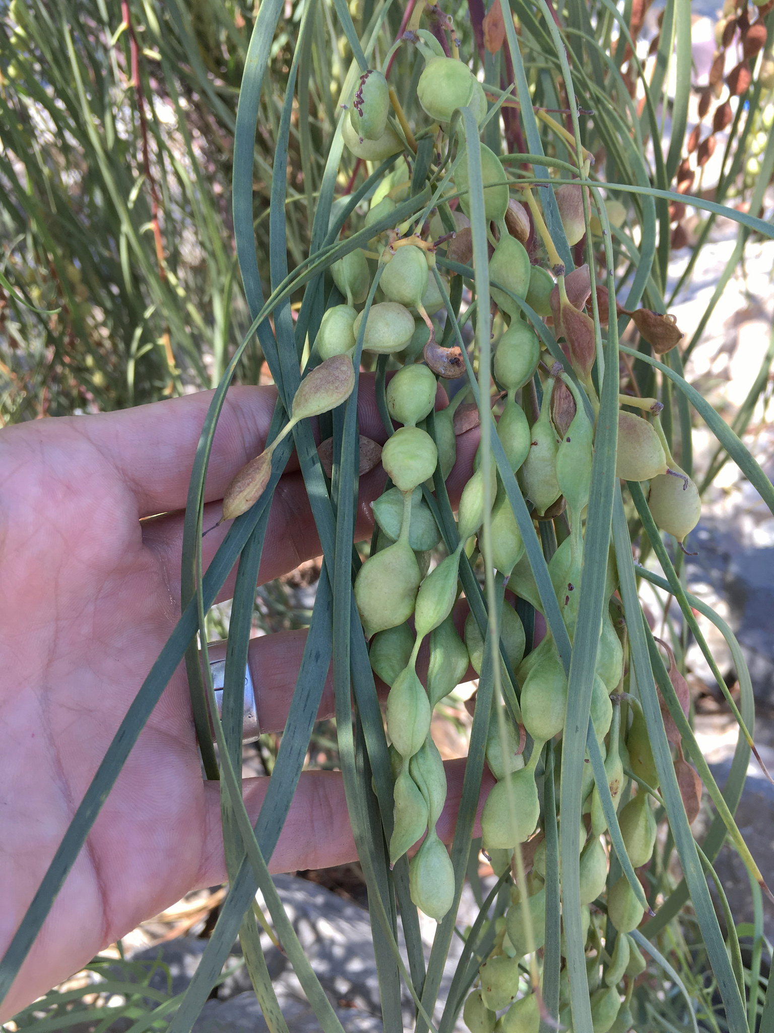 Acacia stenophylla