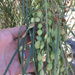 Shoestring Acacia - Photo (c) Jon Sullivan, some rights reserved (CC BY), uploaded by Jon Sullivan