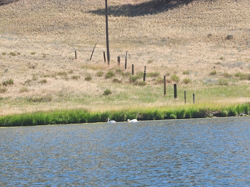 American White Pelican photographed in Montana
