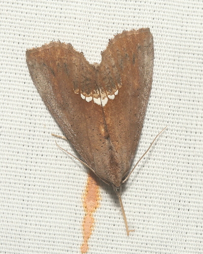 Small Necklace Moth photo 6