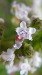 Aeollanthus buchnerianus