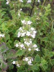 Aeollanthus buchnerianus