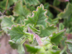 Aeollanthus buchnerianus