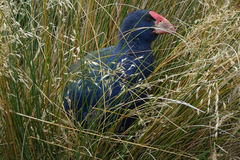 Porphyrio hochstetteri