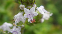 Aeollanthus buchnerianus