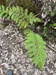 Woodwardia fimbriata image