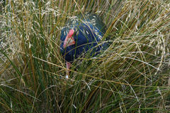 Porphyrio hochstetteri