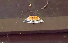 Dichocrocis zebralis