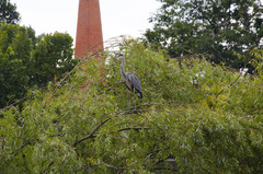 Ardea cinerea