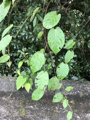 Tinospora sinensis