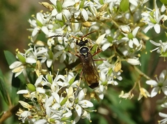 Batozonellus vespoides