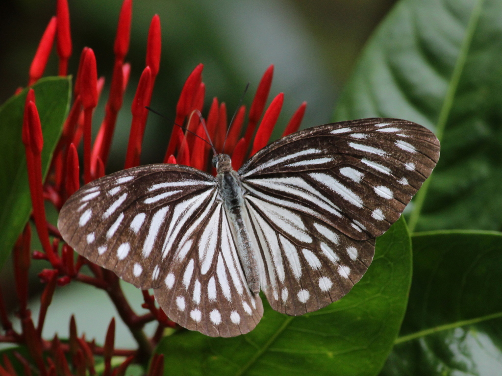Pareronia anais