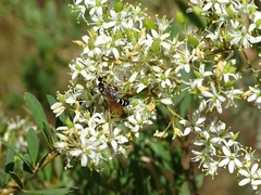 Batozonellus vespoides