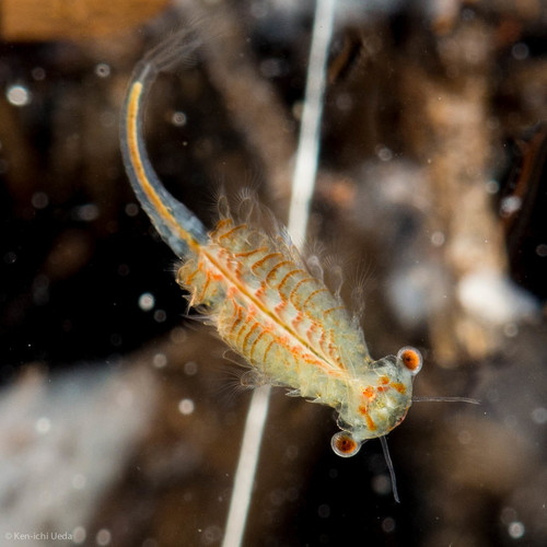 California Linderiella