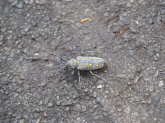 Batocera rubus