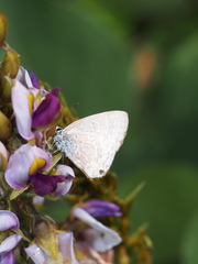 Catochrysops panormus exiguus