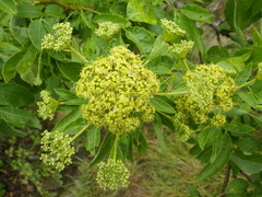 Heteromorpha arborescens