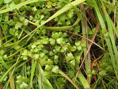 Hydrocotyle sulcata