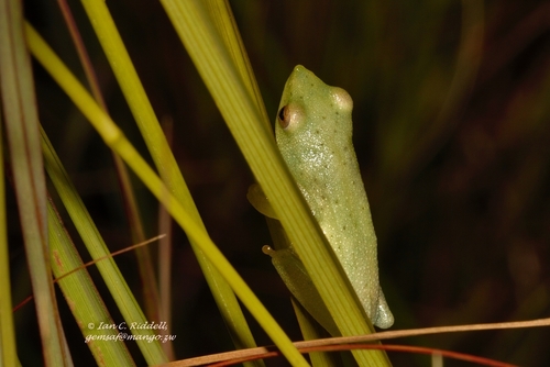 Hyperolius inyangae