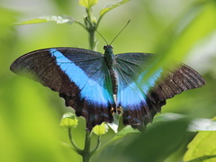 Papilio buddha