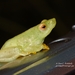 Nyanga Long Reed Frog - Photo (c) i_c_riddell, some rights reserved (CC BY), uploaded by i_c_riddell