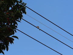 Dendrocitta formosae formosae