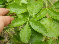 Heteromorpha arborescens