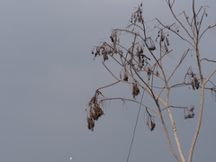 Dendrocitta formosae formosae