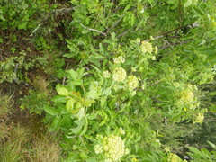 Heteromorpha arborescens