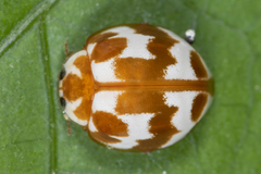 Neocalvia dentatofasciata