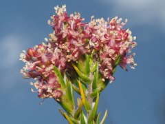 Passerina falcifolia