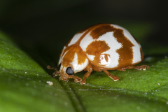 Neocalvia dentatofasciata
