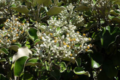 Brachyglottis rotundifolia rotundifolia