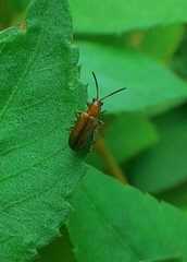 Ortholema gracilenta