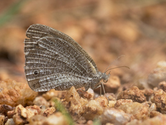Ypthima asterope