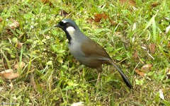 Pterorhinus chinensis