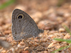 Ypthima asterope