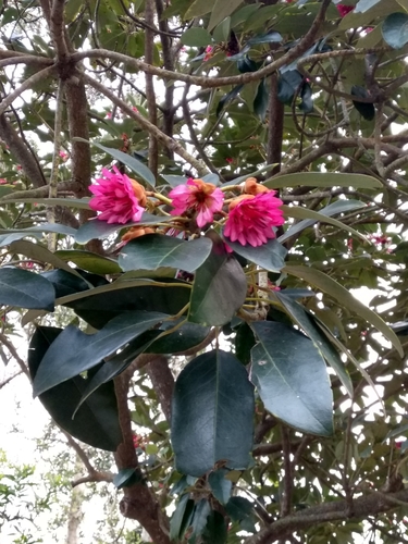 Image of Rhodoleia championii by (c) portioid, some rights reserved (CC BY)