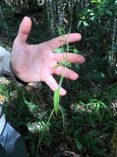 Passiflora aurantioides observed 2023-04-05