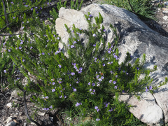 Psoralea affinis