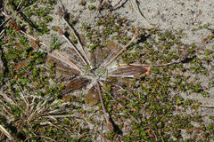 Plantago raoulii