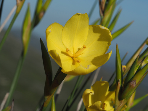 Peat Rushiris (Bobartia vlokii)