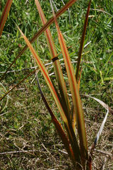 Libertia peregrinans
