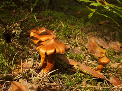 Cortinarius rubellus