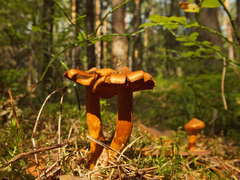 Cortinarius rubellus