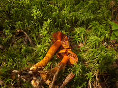 Cortinarius rubellus