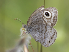 Ypthima striata